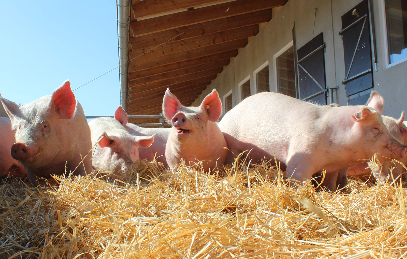 brandenburger-schwein01