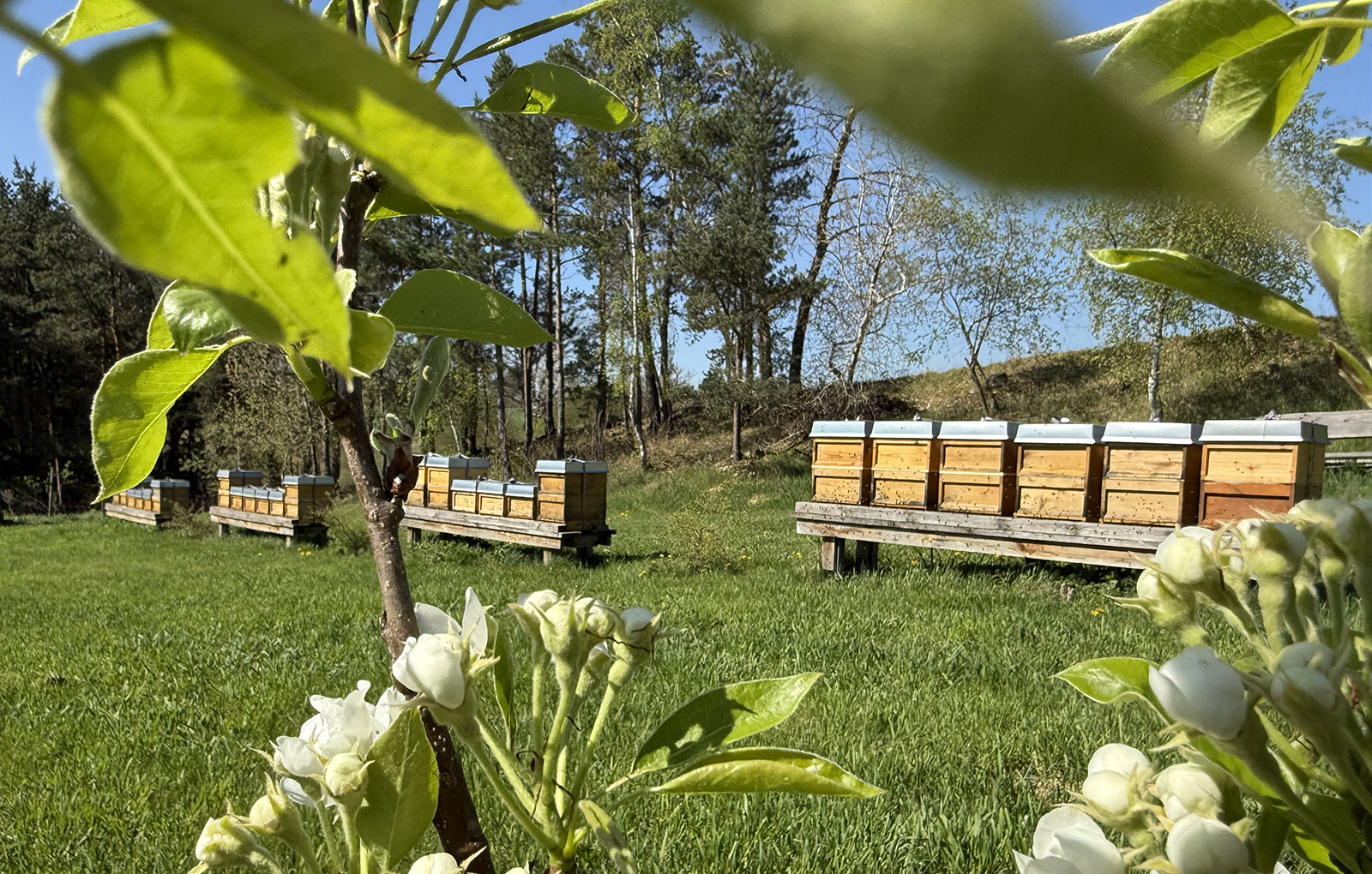 cozy home hausverwalter